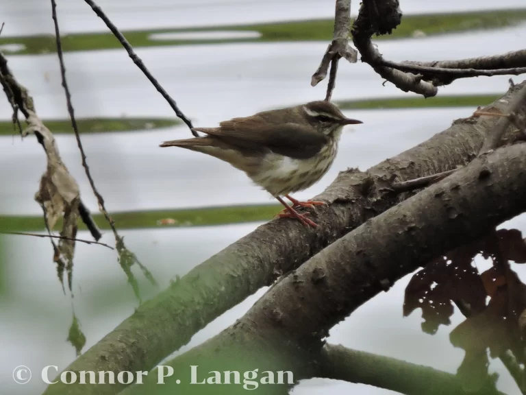 A Louisiana Waterthrush forages along a pond.