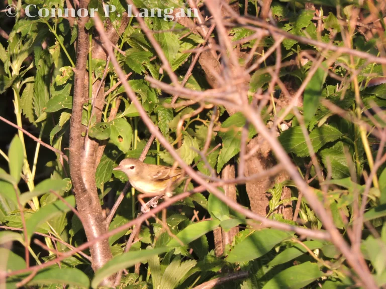 A Bell's Vireo in its natural, shrubby habitat.