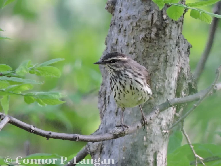 A Northern Waterthrush perches in a low shrub.