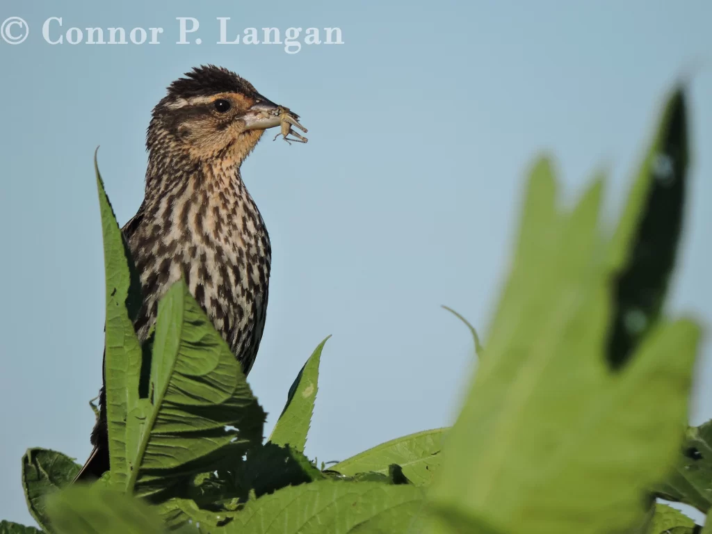 A female Red-winged Blackbird carries food in her bill as she prepares to make a delivery to her young.