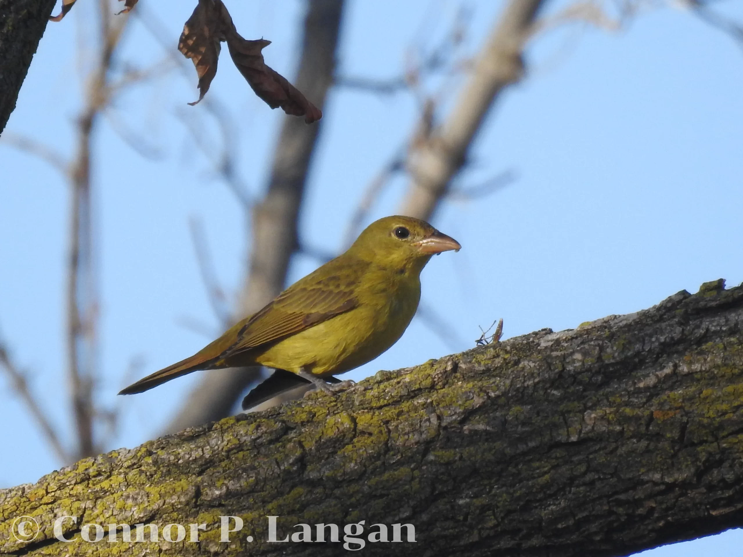 A female Summer Tanager perches on a tree branch.