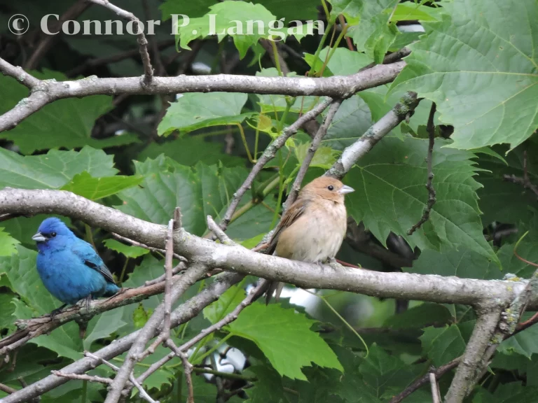 A male and female Indigo Bunting pair sits in a shrub.