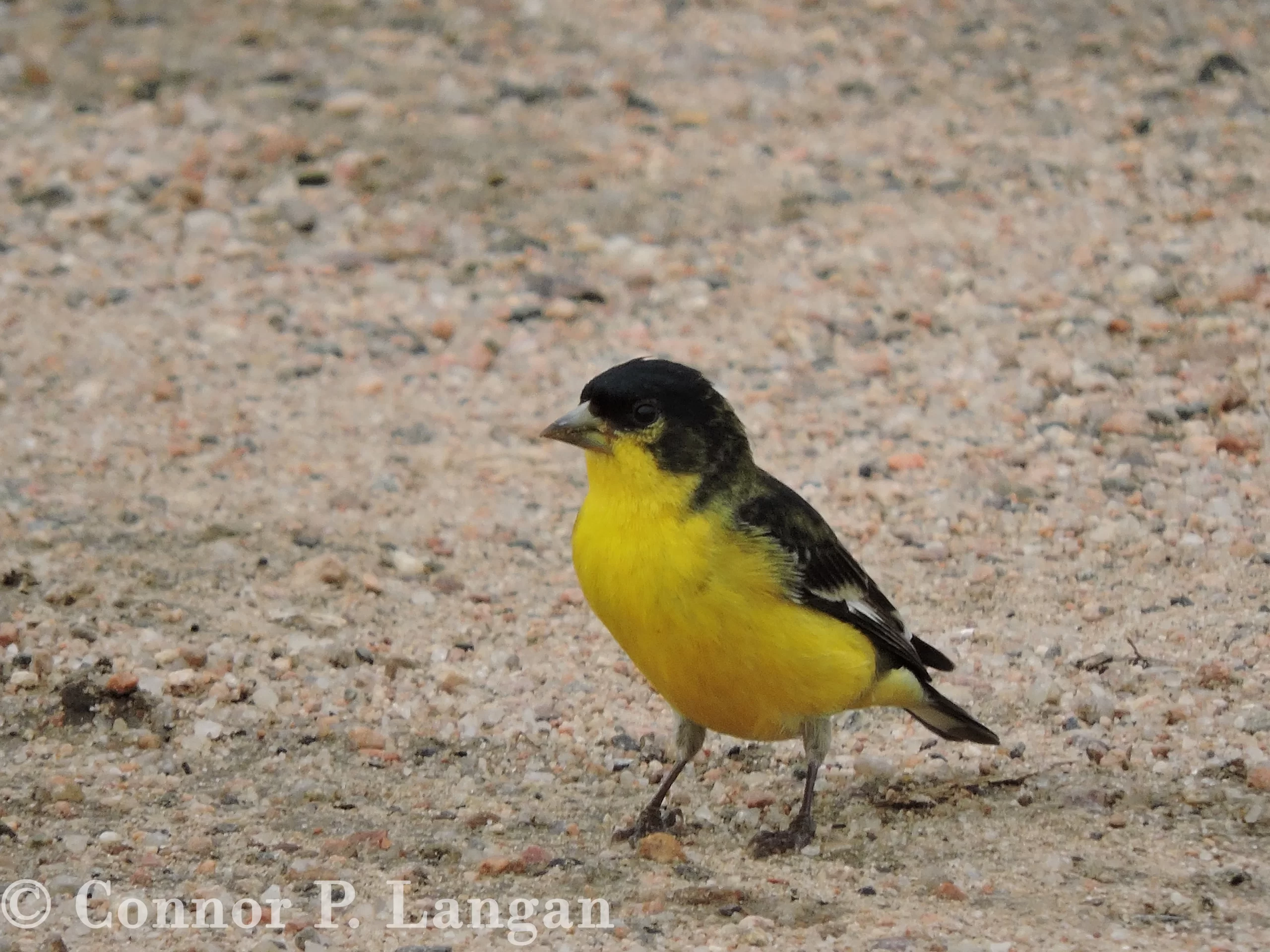 A male Lesser Goldfinch stands on a sandy trail.