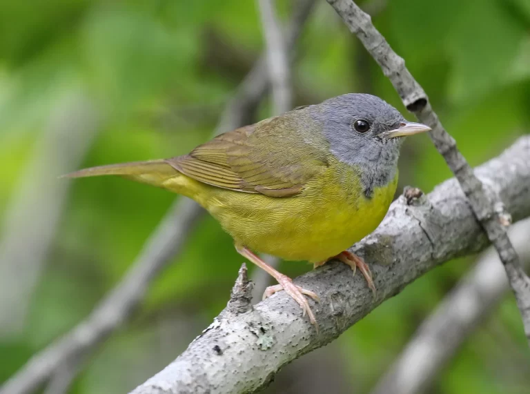 A Mourning Warbler perches on a branch that is low to the ground.