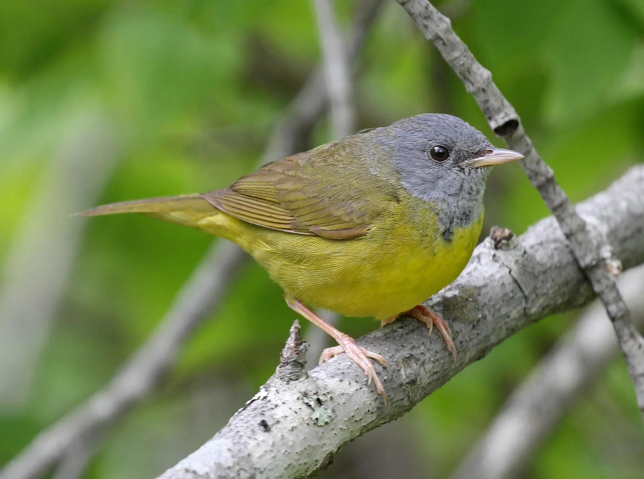 A Mourning Warbler perches on a branch that is low to the ground.