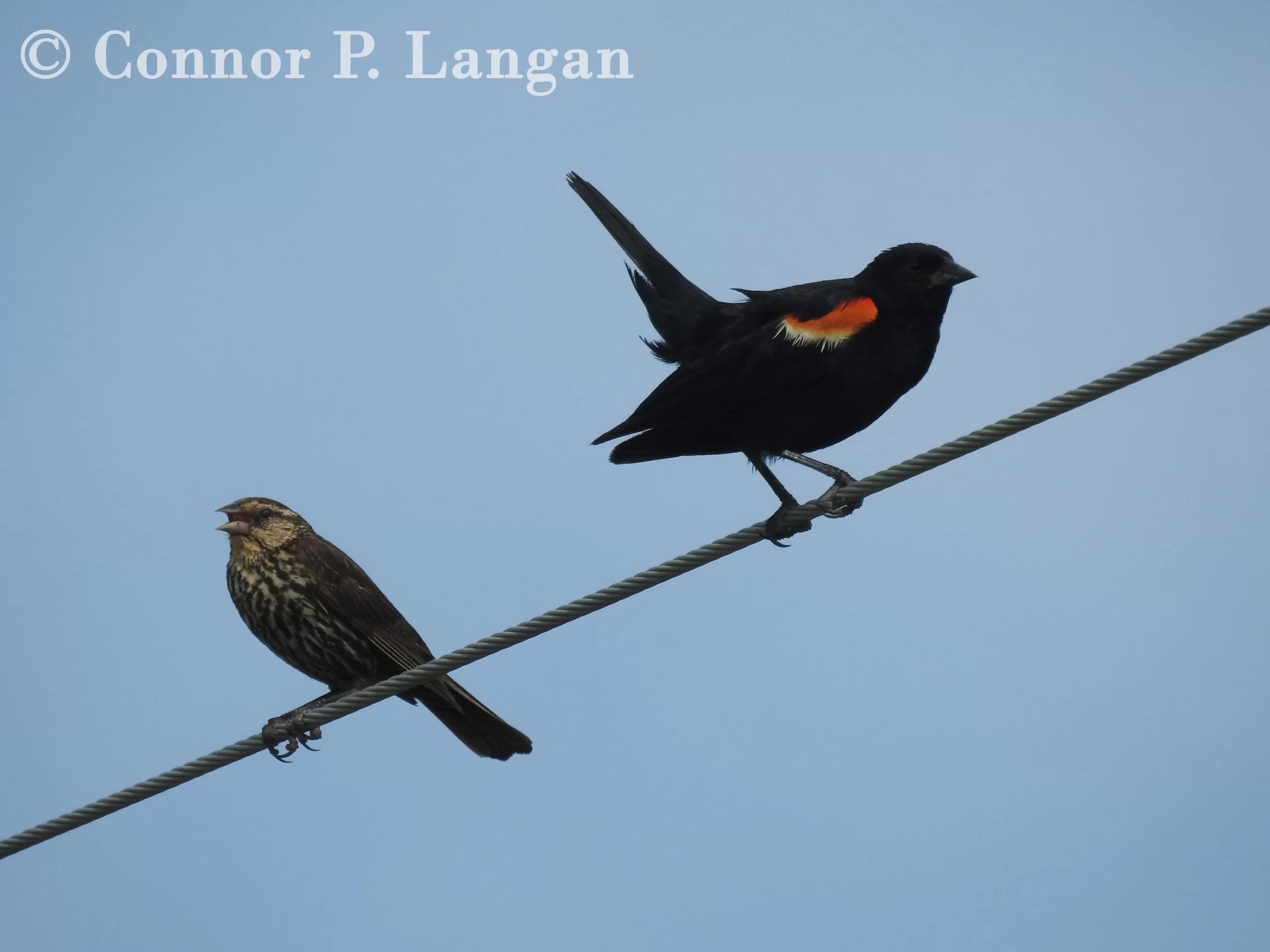 A male and female Red-winged Blackbird perch on a telephone wire.