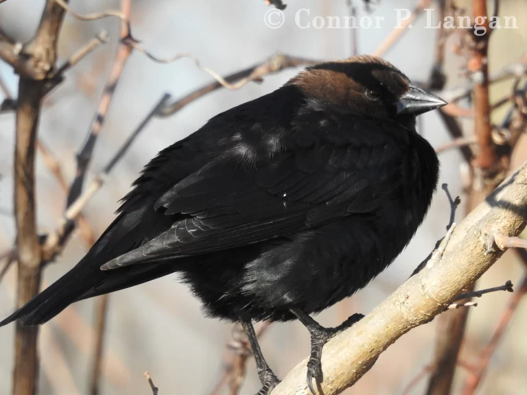 A male Brown-headed Cowbird hides in a shrub.