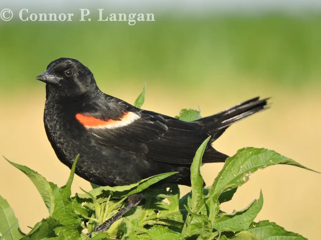 A male Red-winged Blackbird perches atop a ragweed plant.