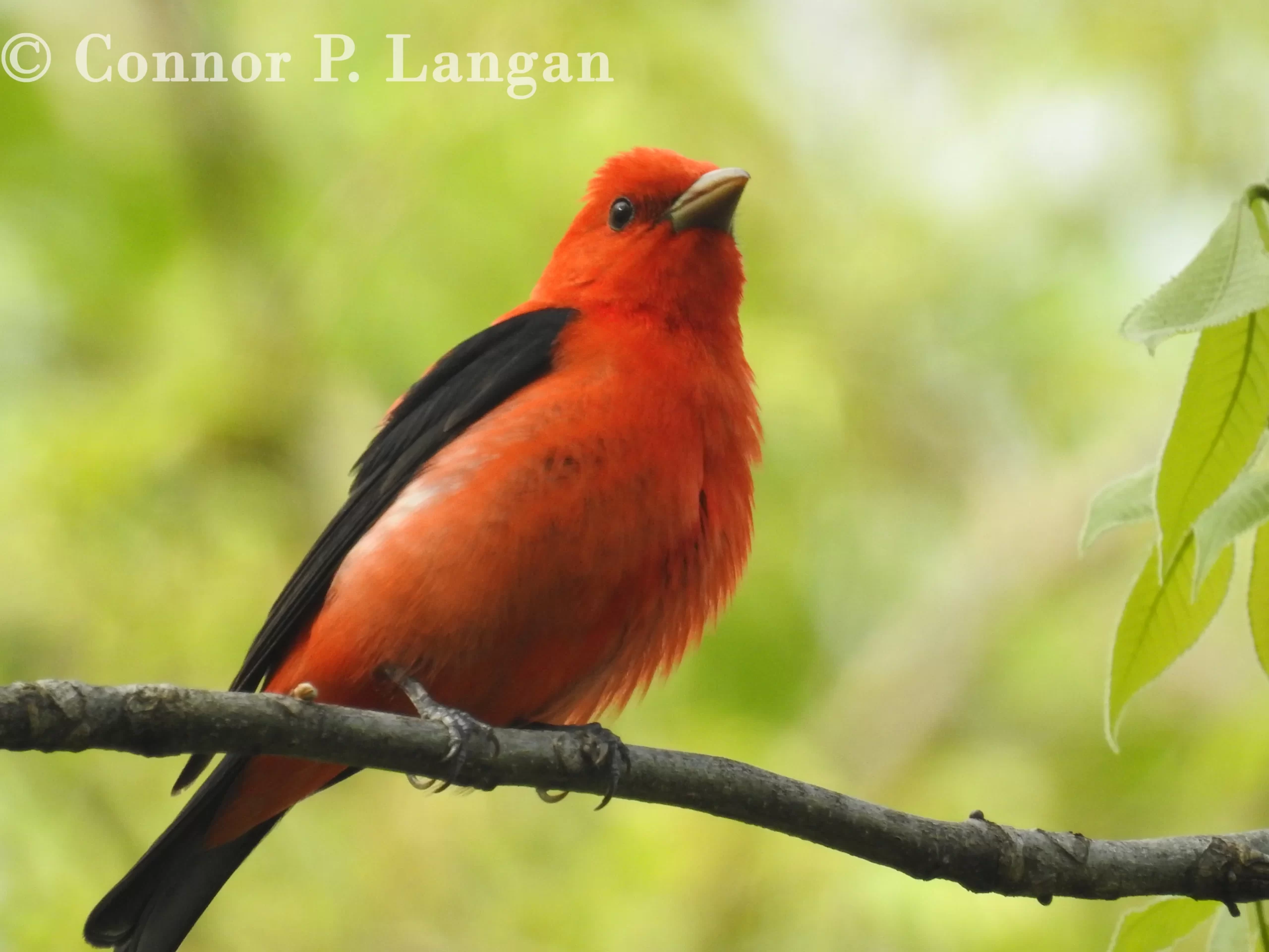 A male Scarlet Tanager sits on a tree branch.