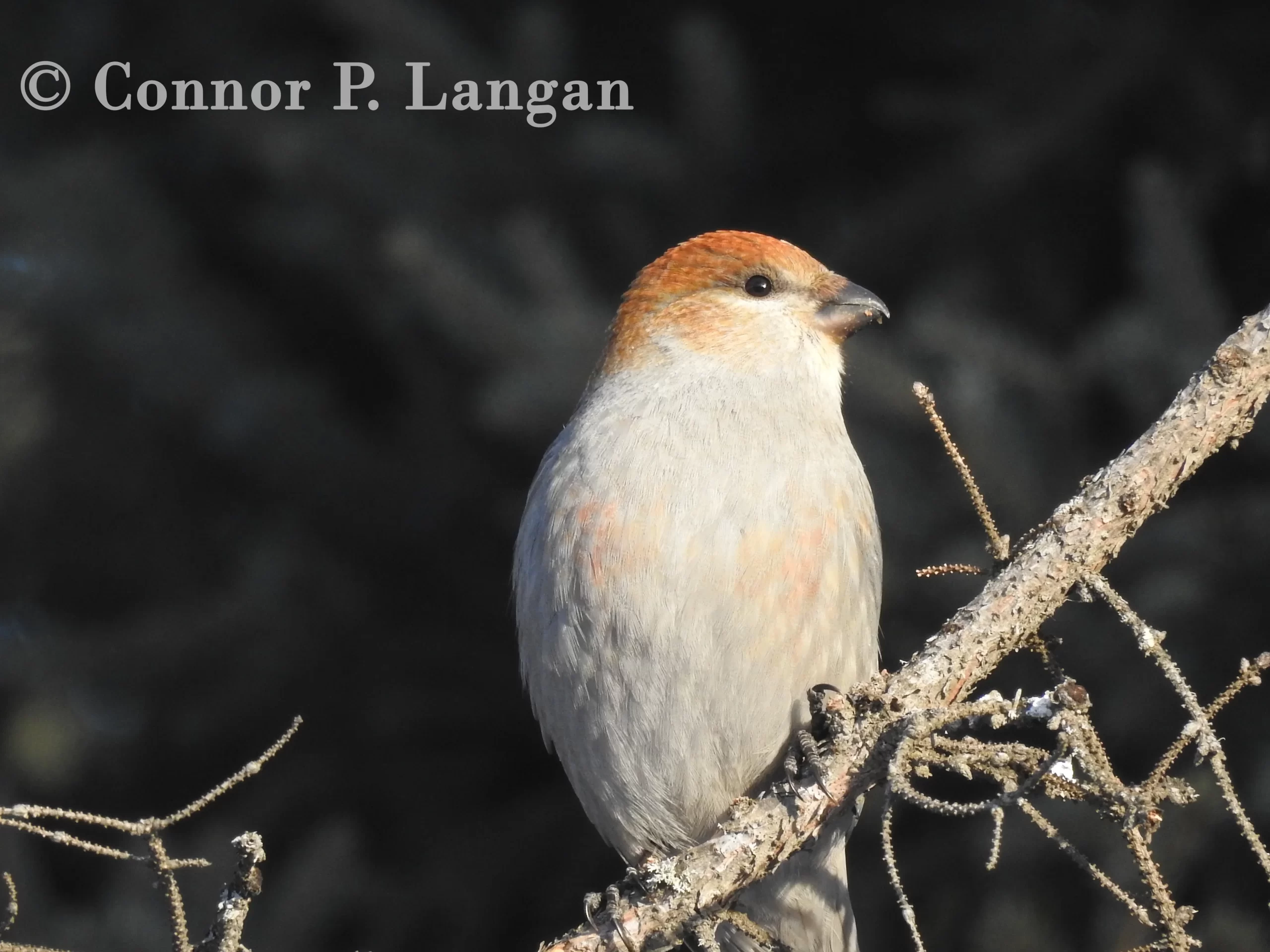 A female Pine Grosbeak perches in a fir tree.