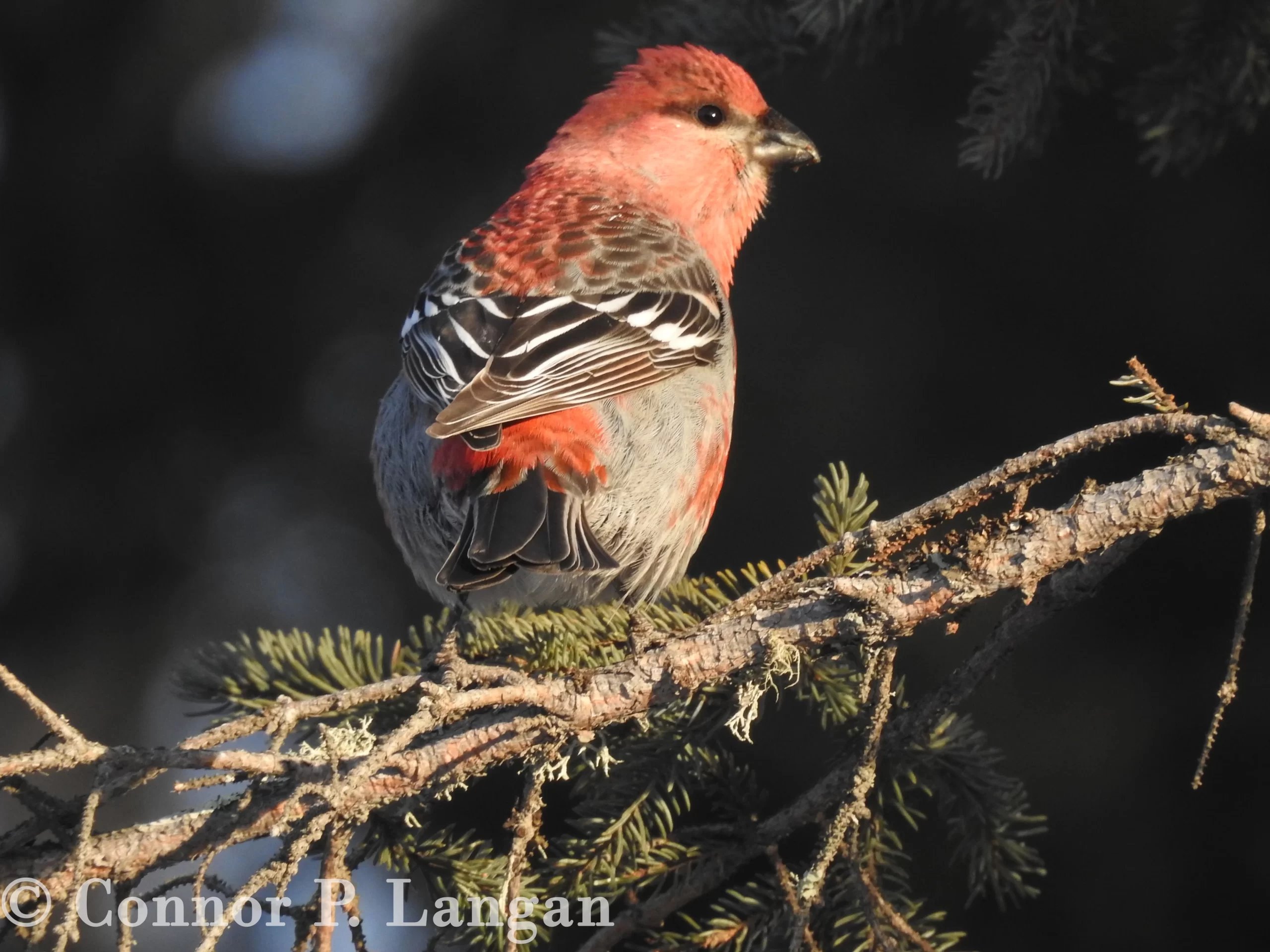 A male Pine Grosbeak perches in a fir tree.