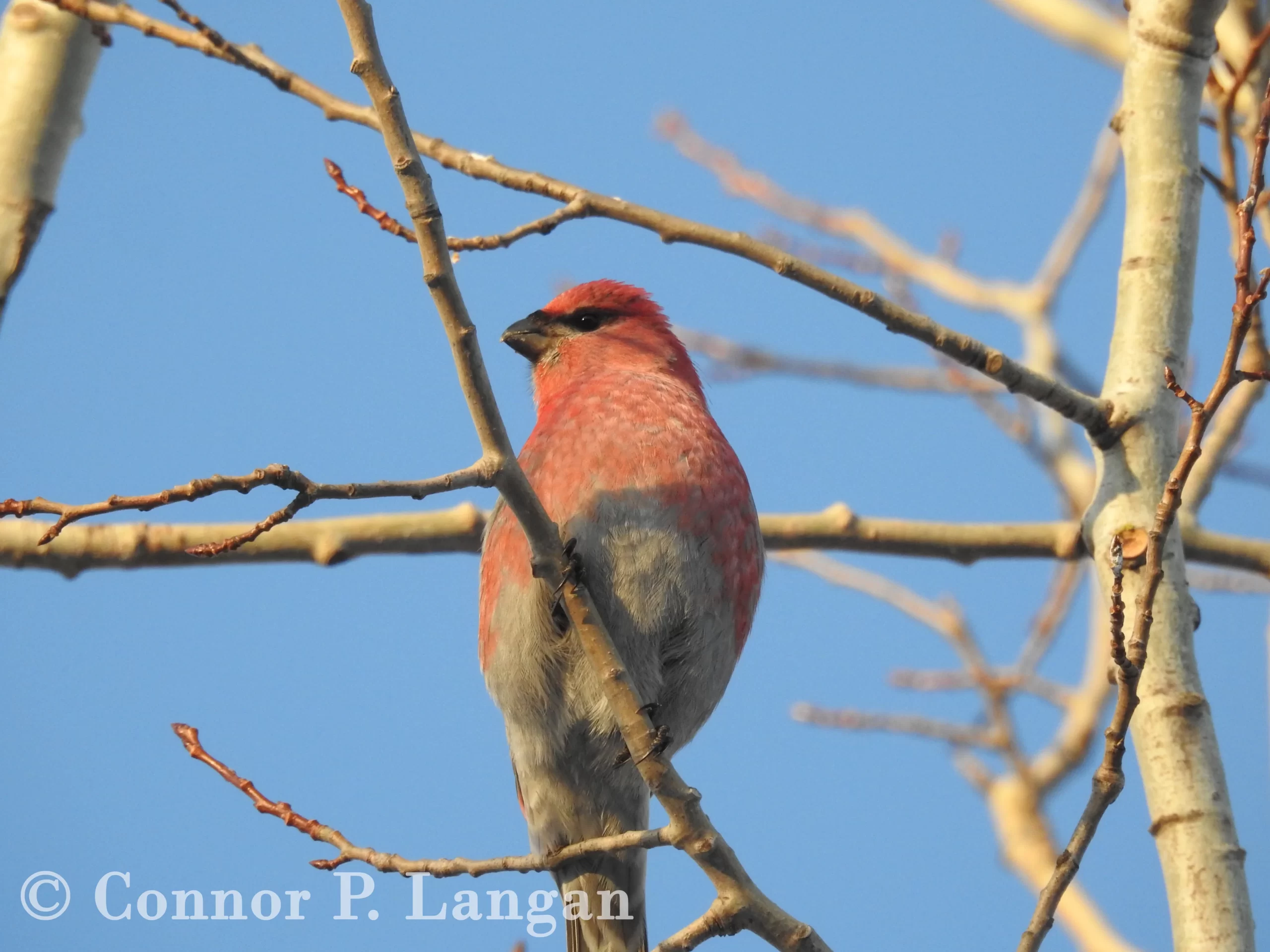 A male Pine Grosbeak perches in a tree during winter.