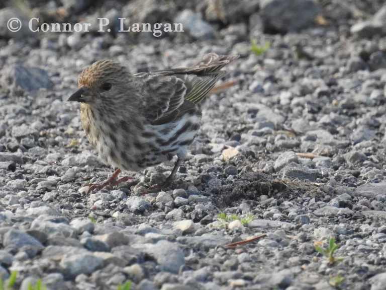 A Pine Siskin stands on a gravel path.