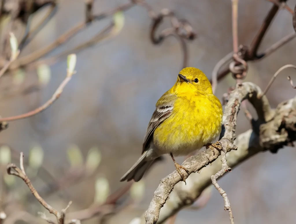 A Pine Warbler assesses its surroundings as it prepares to relax on a tree branch.