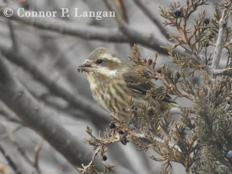 A female Purple Finch eats cedar berries.