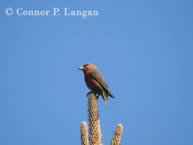 A male Red Crossbill sits atop a pine tree.