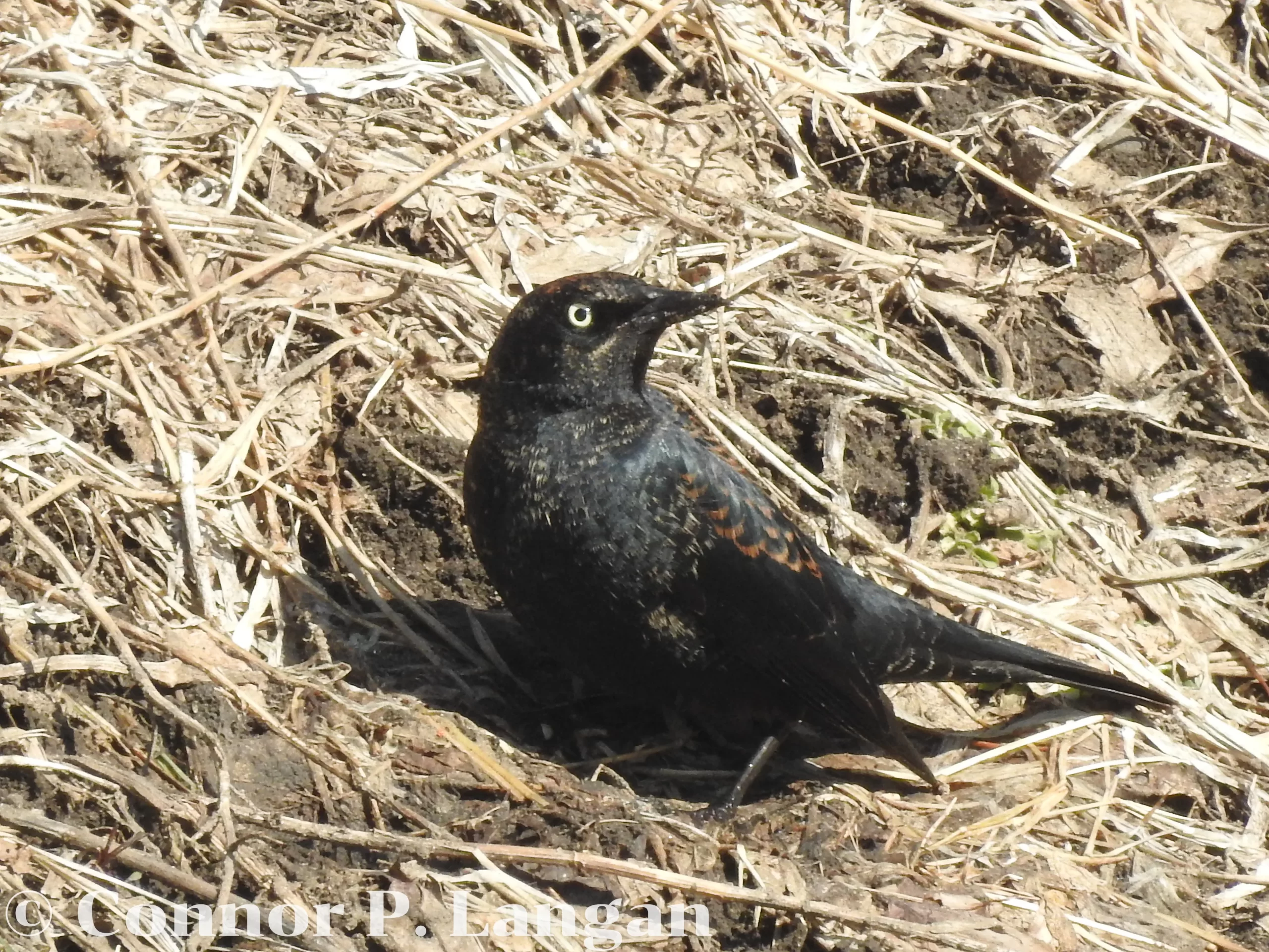 A Rusty Blackbird forages along the bank of a creek during spring.