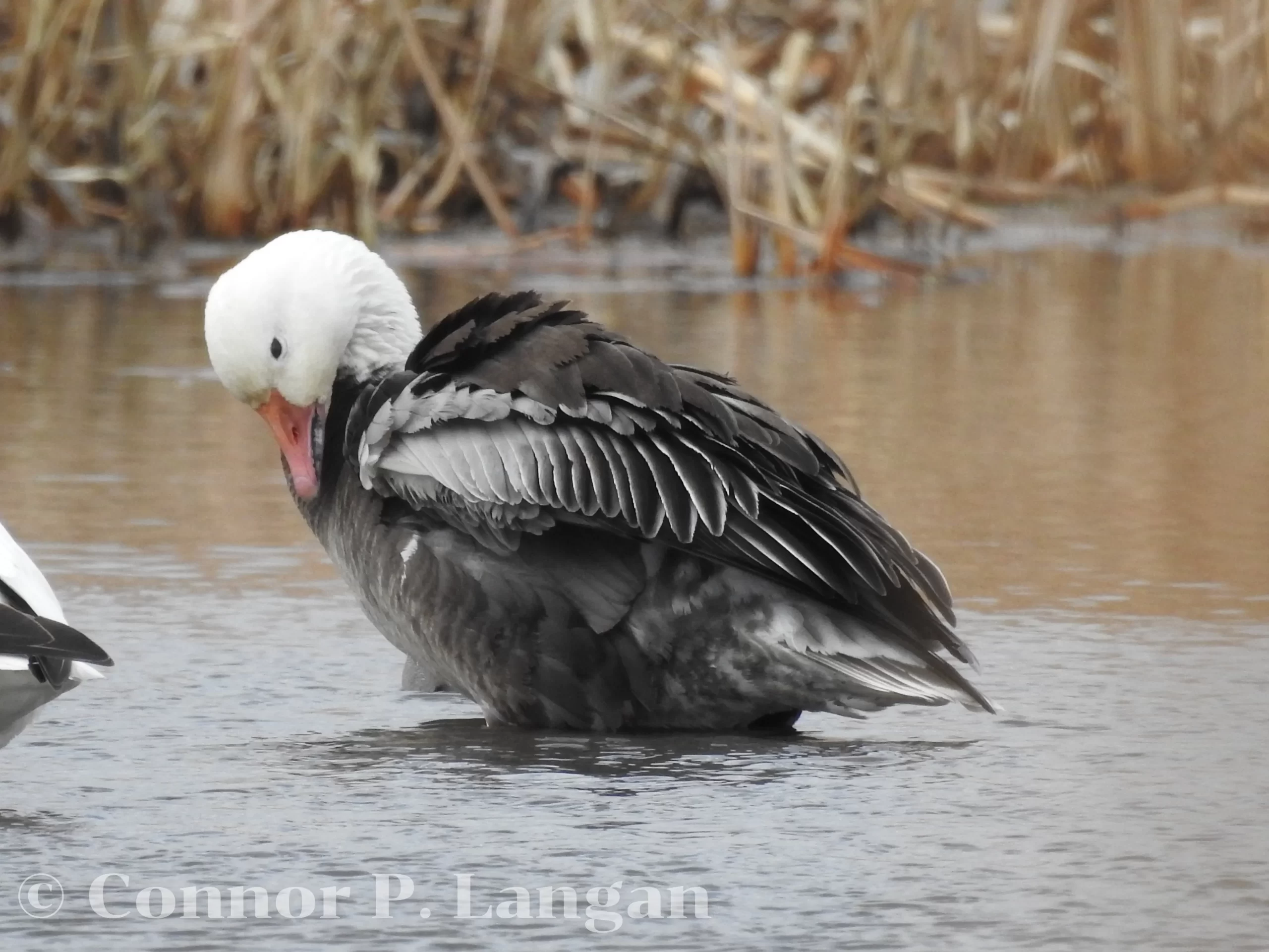 A blue Snow Geese preens its feathers.