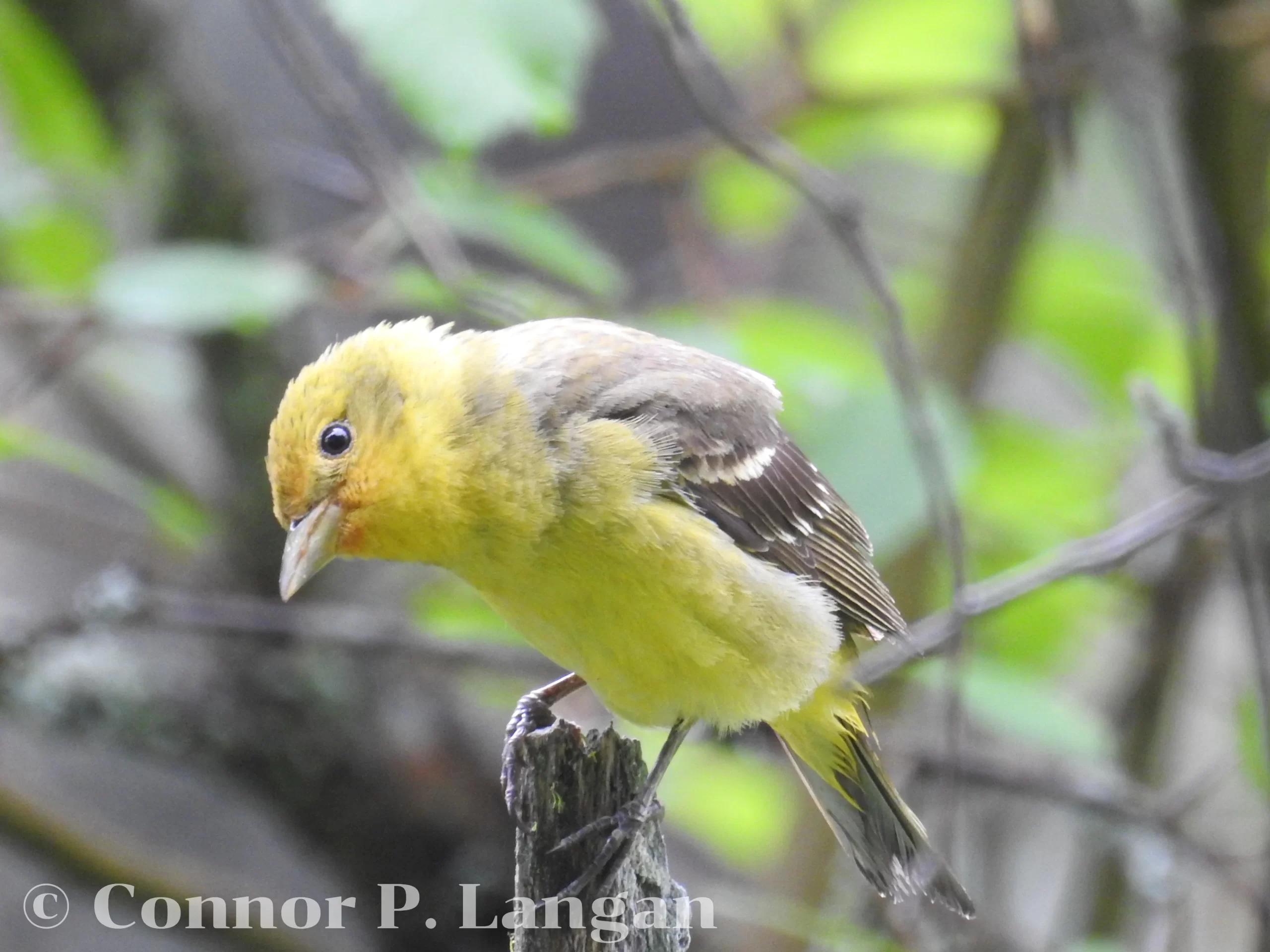 A female Western Tanager perches on a stick.