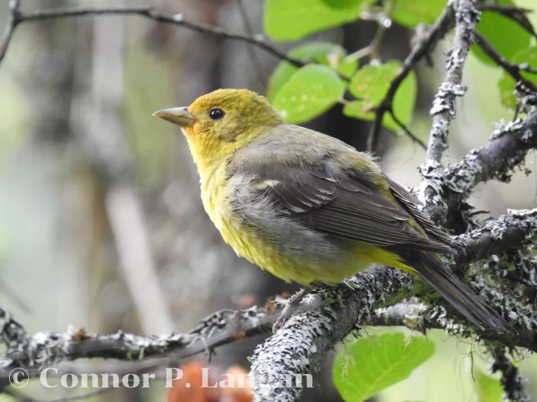 A female Western Tanager in a mixed forest.