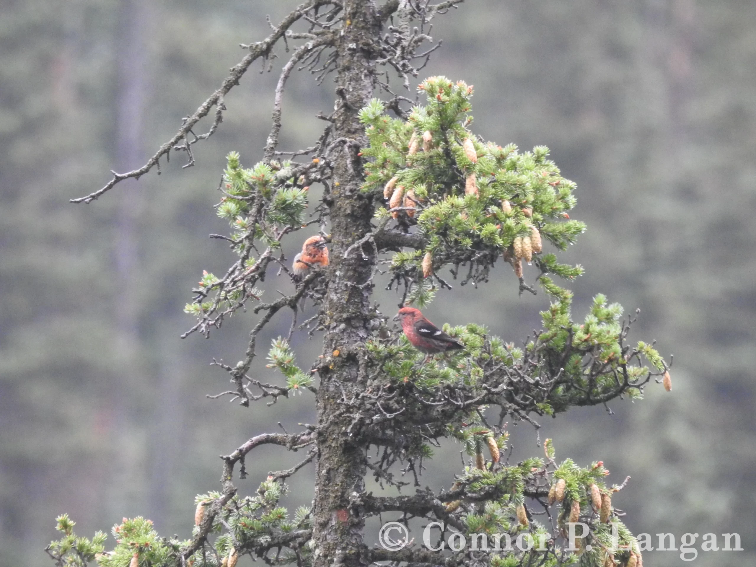 White-winged Crossbills forage in a conifer.