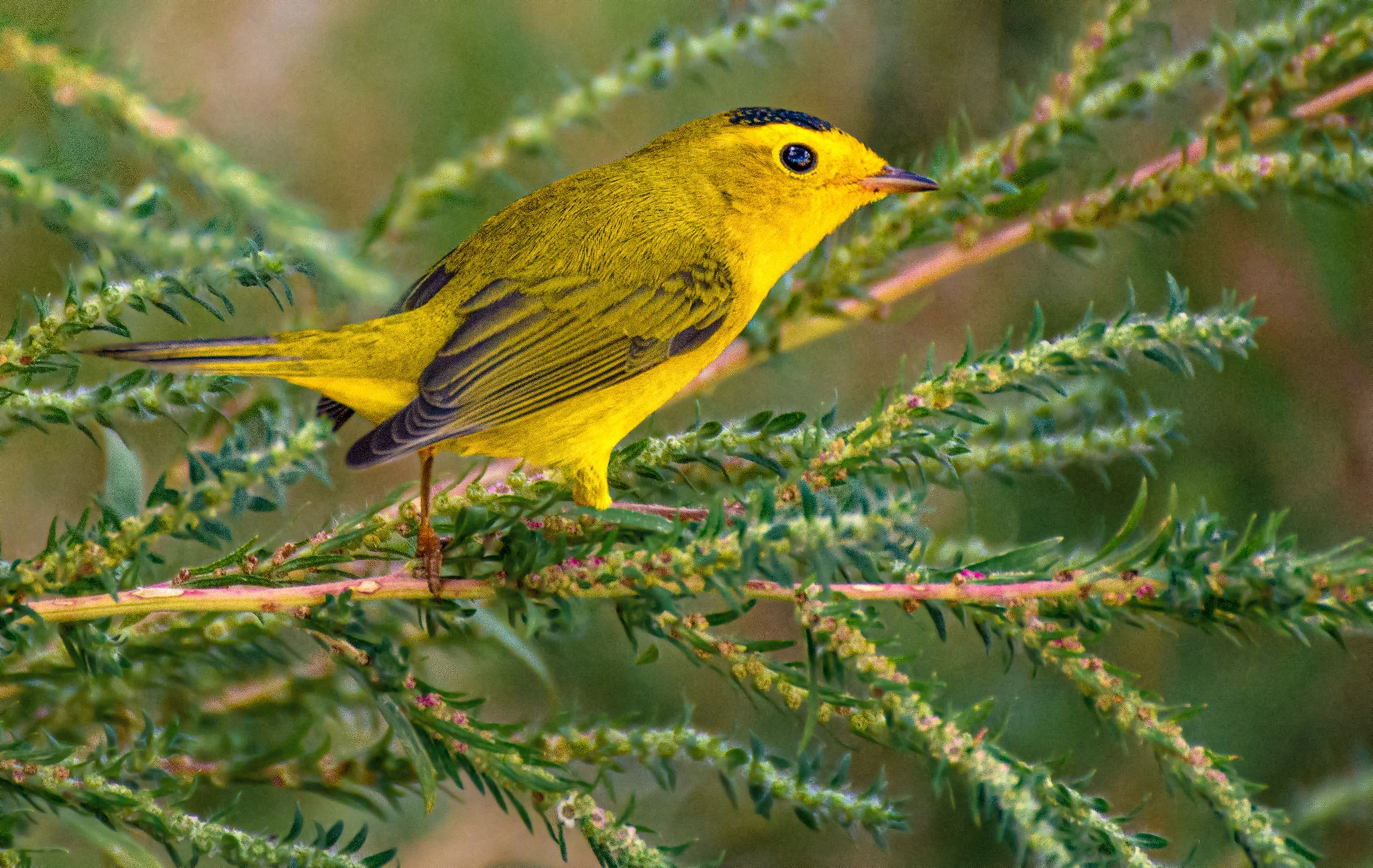 A male Wilson's Warbler perches on a plant.