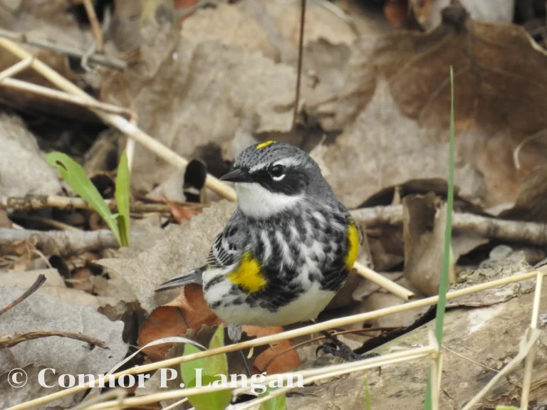 A male Yellow-rumped Warbler perches on leaf litter during spring migration.