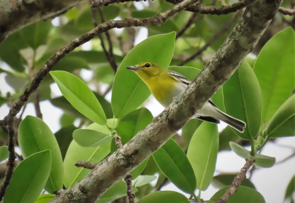 A Yellow-throated Vireo perches in a tree.