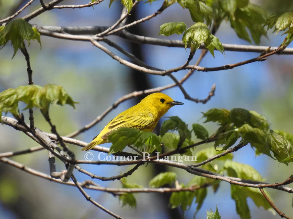 A male Yellow Warbler forages in a tree canopy.