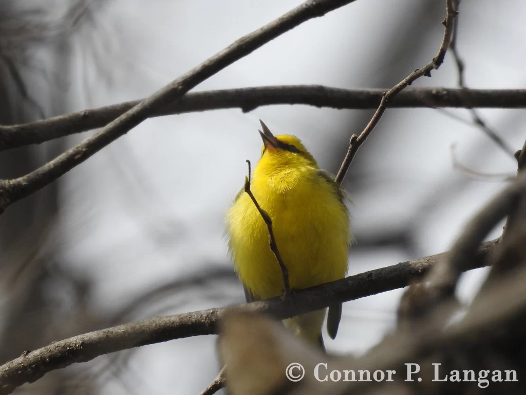 A male Blue-winged Warbler sings its buzzy song.