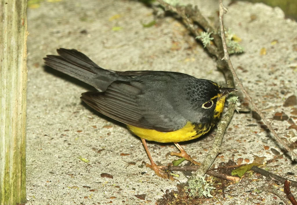 A Canada Warbler stands on the ground.