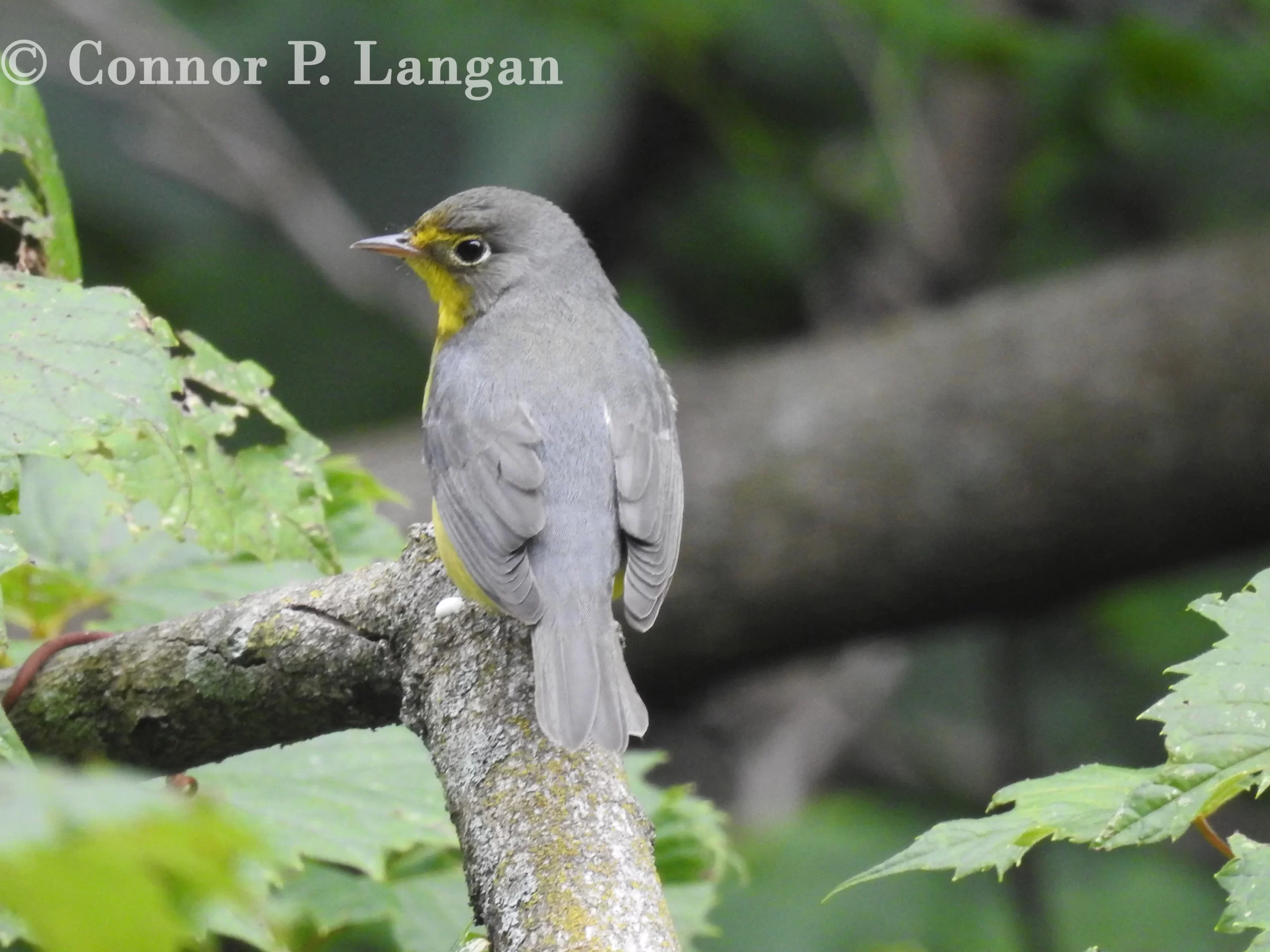 A Canada Warbler sits on a branch during fall migration.