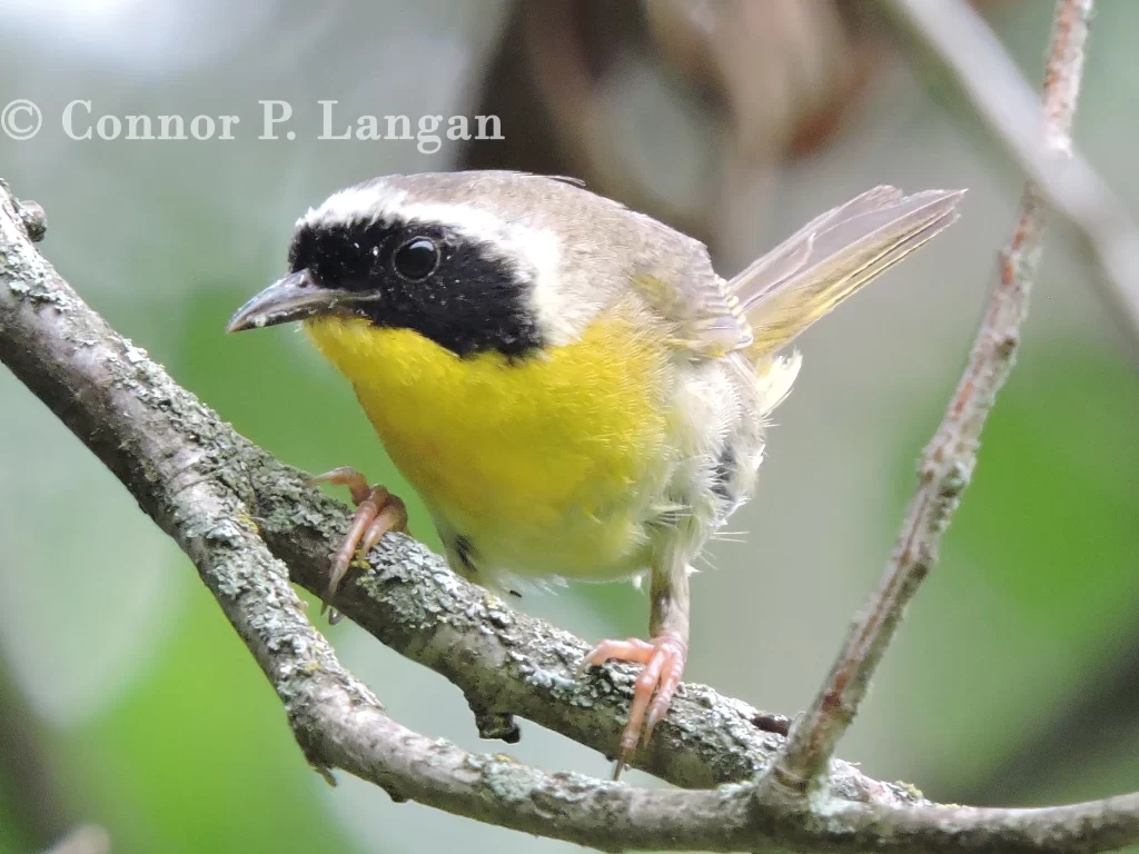 A male Common Yellowthroat searches for food.