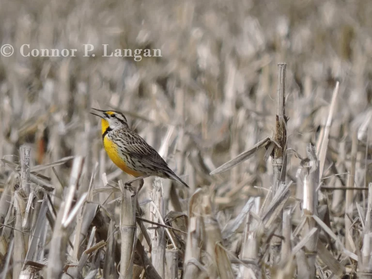 An Eastern Meadowlark sings from corn stubble.