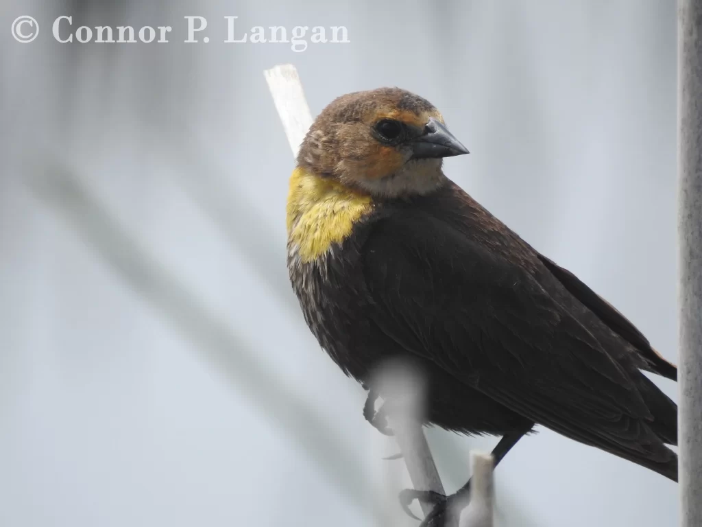 A female Yellow-headed Blackbird perches on a reed.