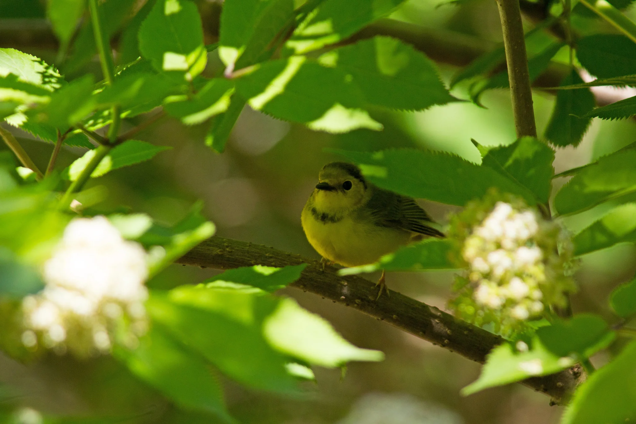 A female Hooded Warbler seeks shelter in a shrub.