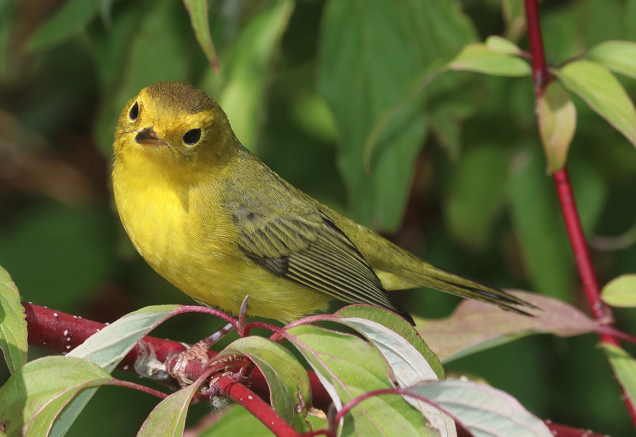 A female Wilson's Warbler perches in a redosier dogwood.