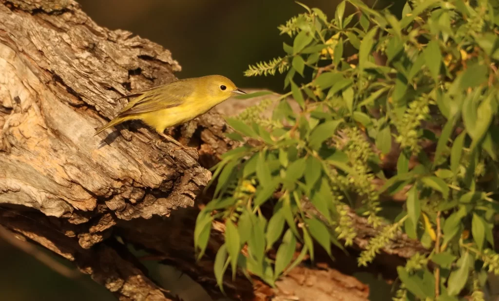 A female Yellow Warbler forages for insects.