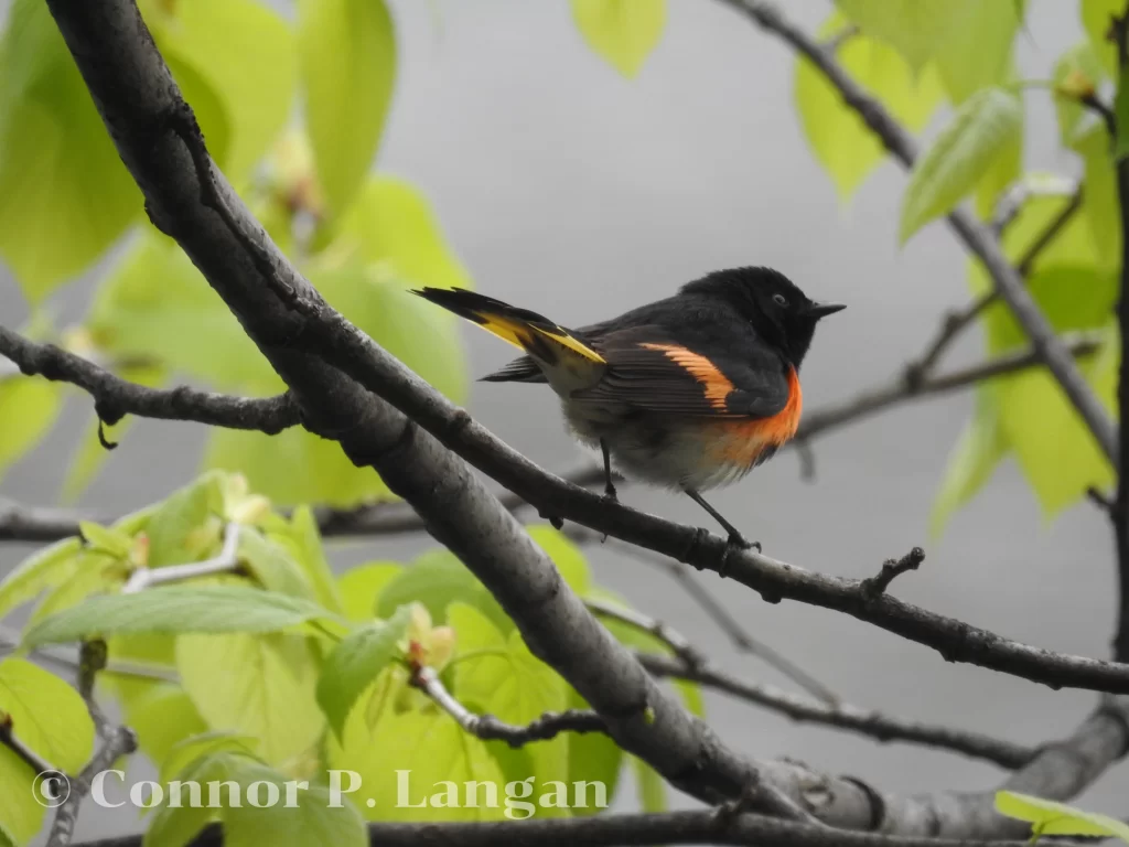 A male American Redstart prepares to take flight from a tree branch.