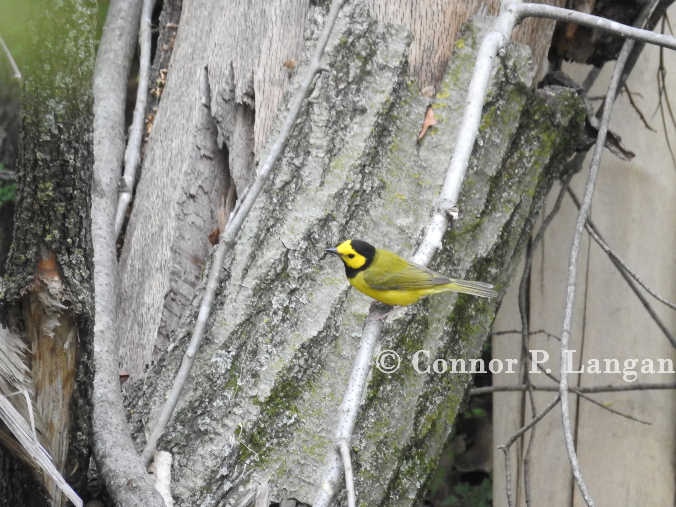 A male Hooded Warbler forages in a ravine.