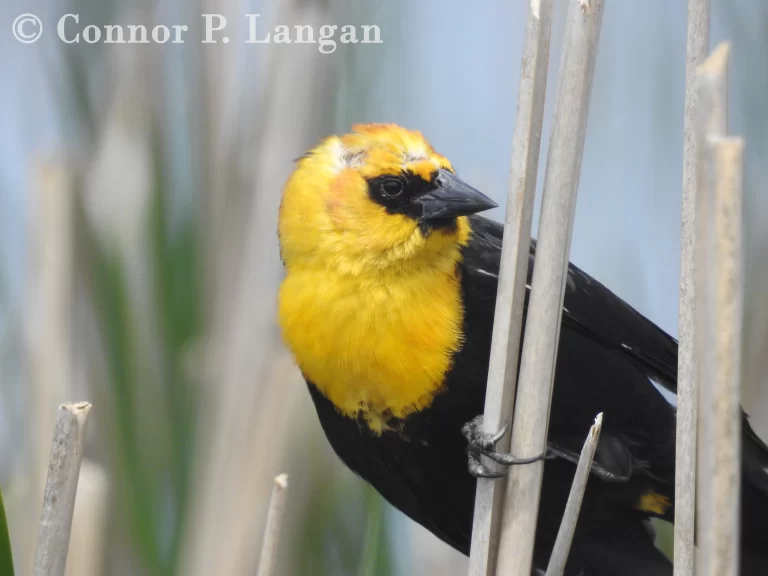 A male Yellow-headed Blackbird clings to a couple of reeds.