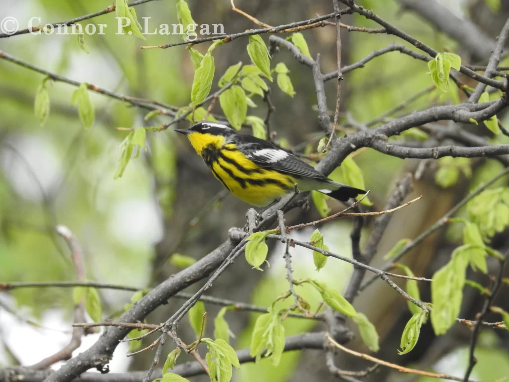 A Magnolia Warbler forages for insects in a tree.