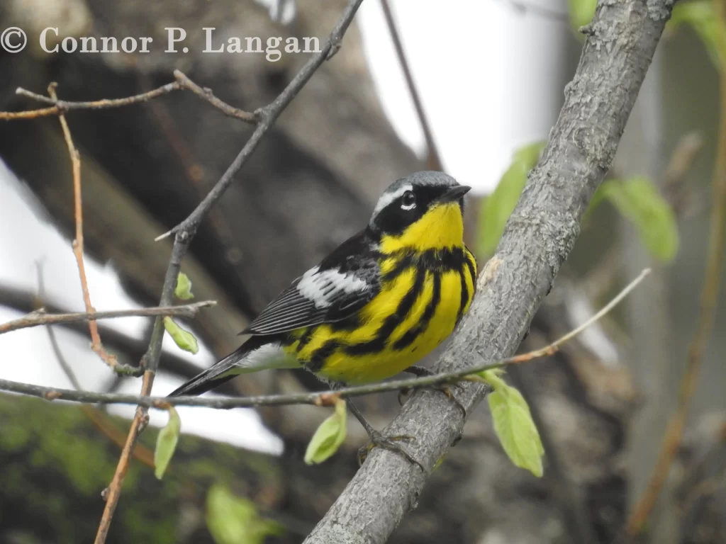 A Magnolia Warbler searches for a meal in a tree.