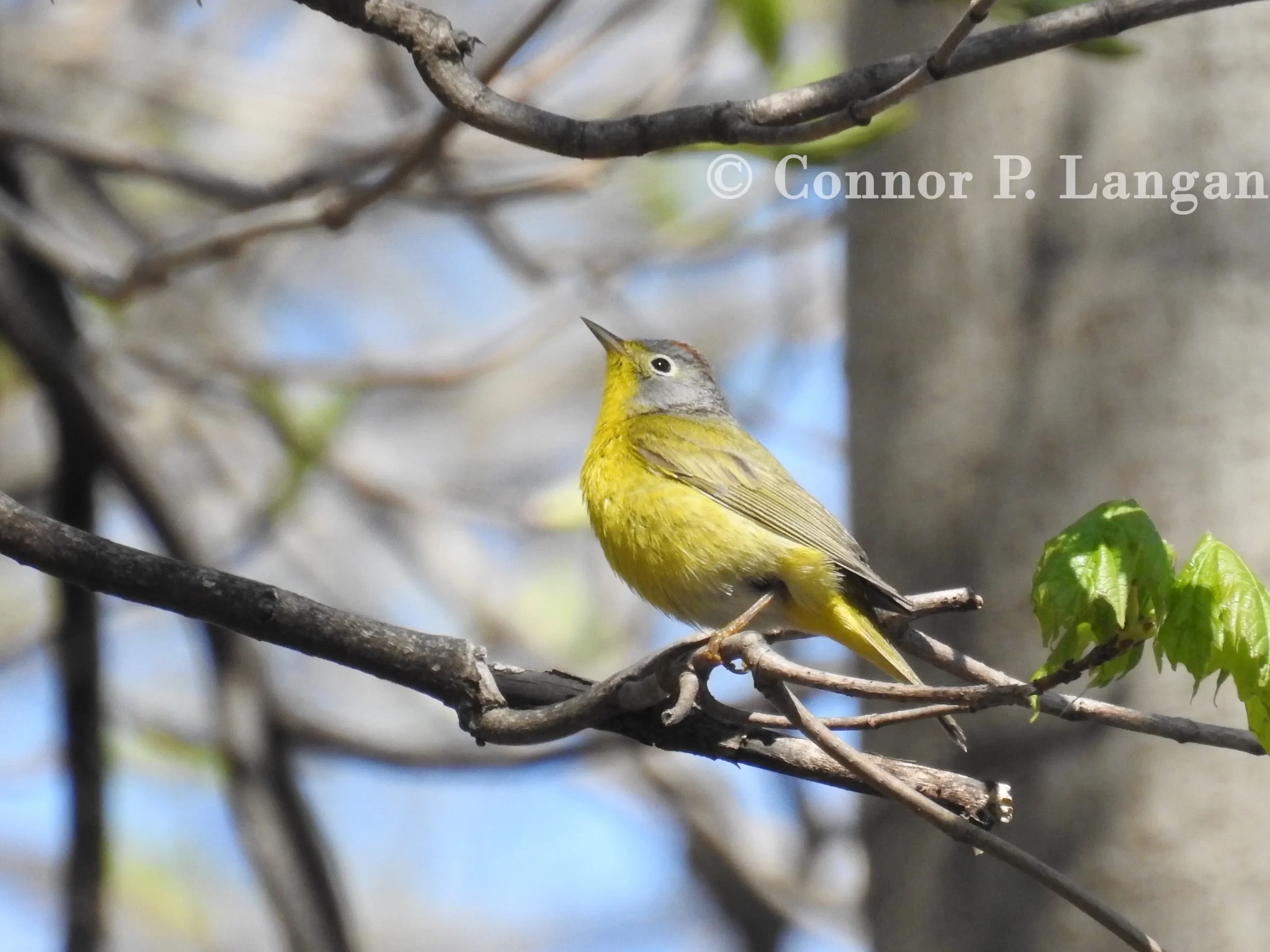 A Nashville Warbler looks to the sky from a branch.