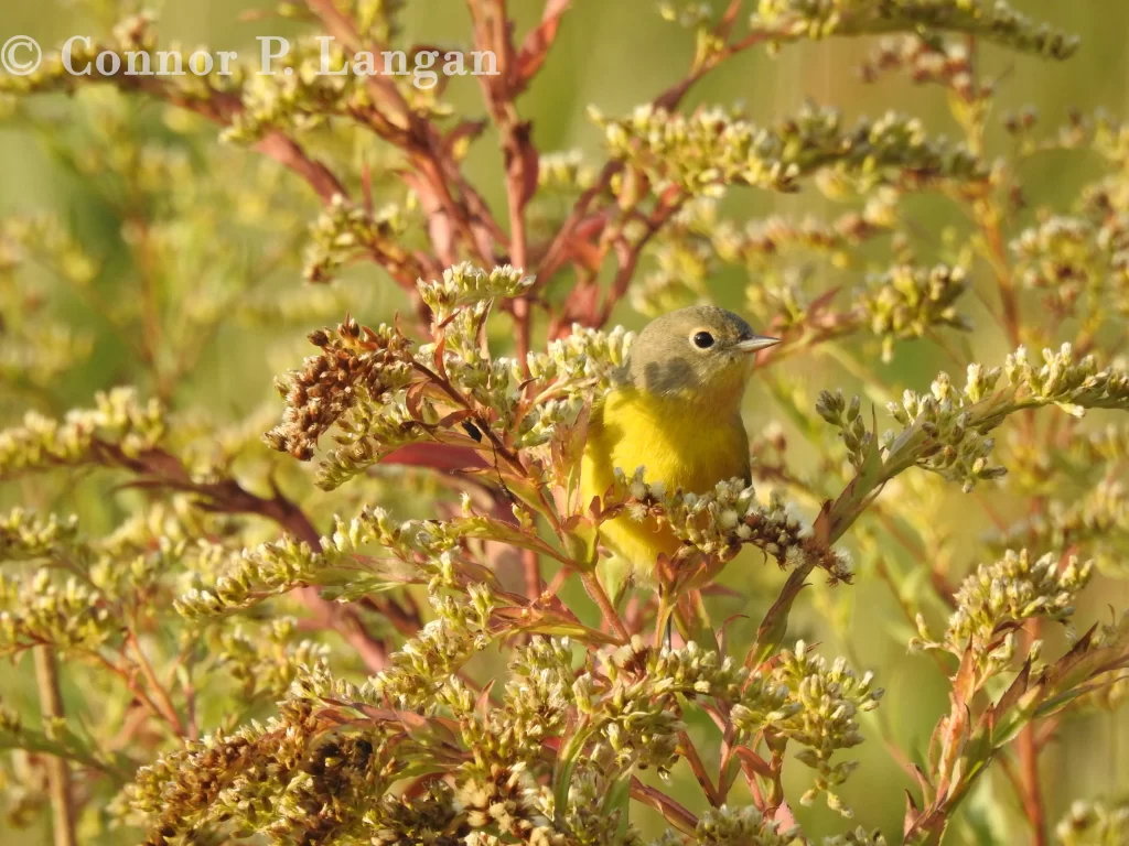 A Nashville Warbler forages in a prairie during fall migration.