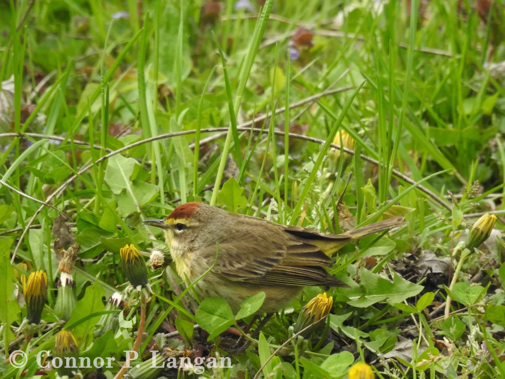 A Palm Warbler forages along the ground during spring migration.