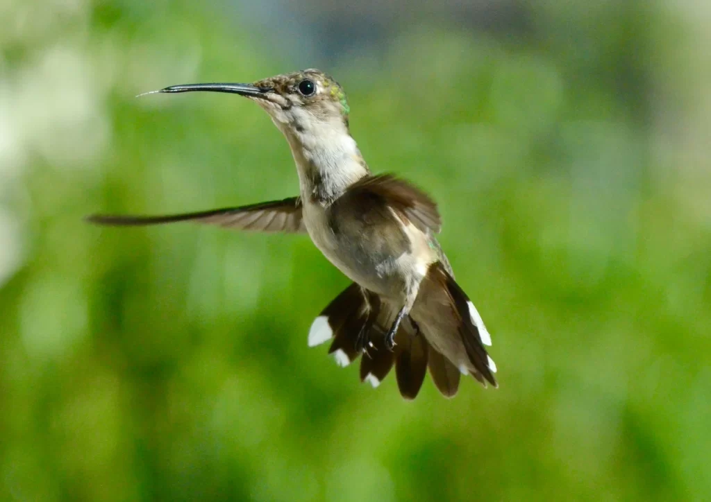 A hummingbird hovers in the air.