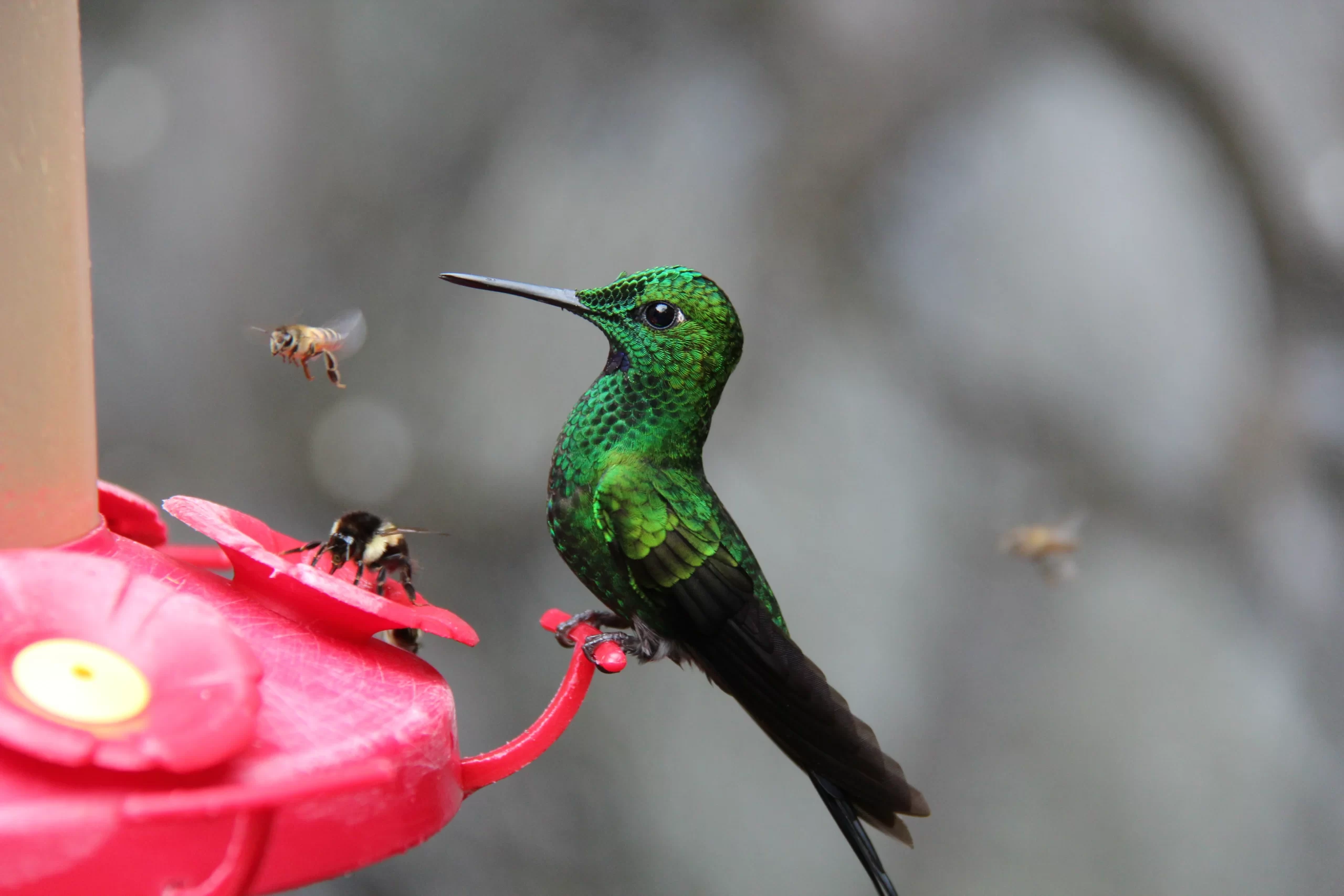 A dazzling emerald-colored hummingbird perches on a hummingbird feeder.