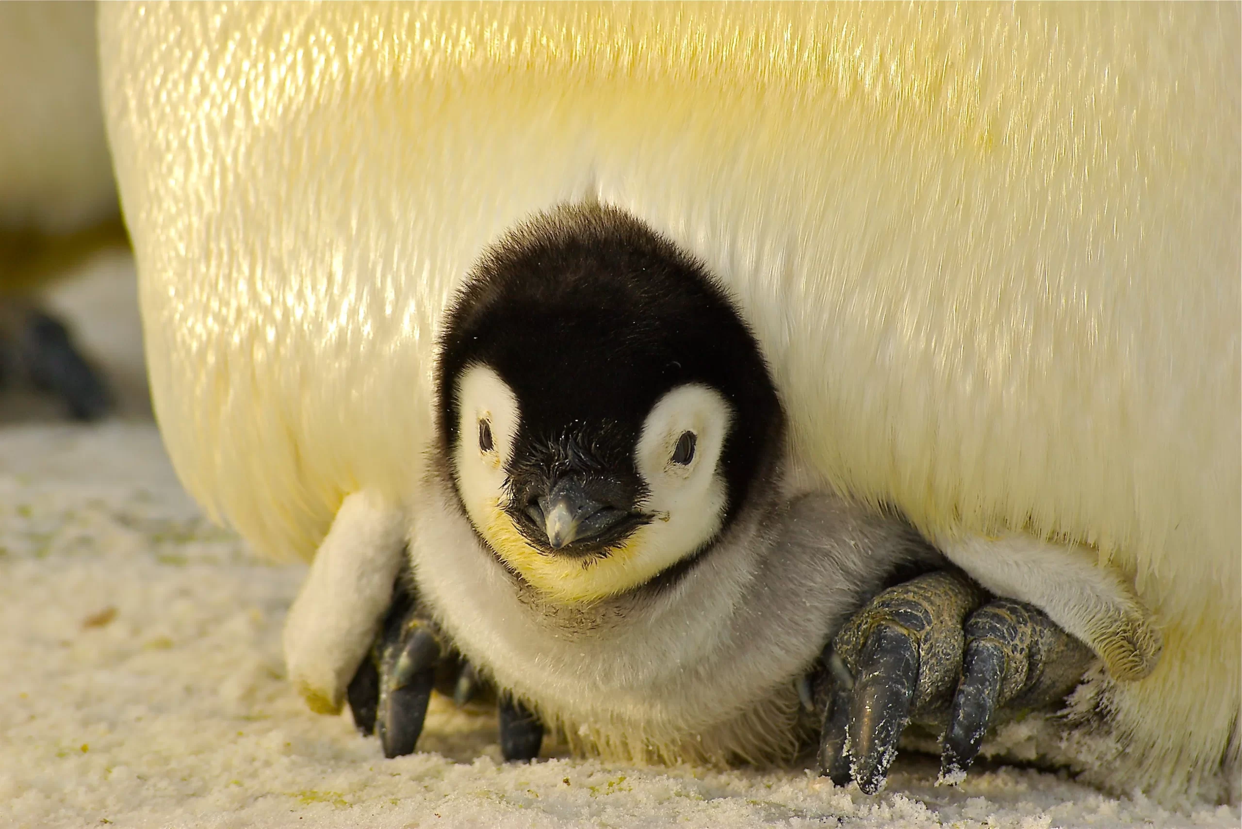 An Emperor Penguin chick is warmed under the blubber of a parent.