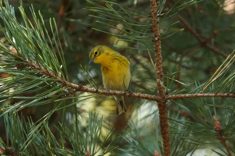 A Pine Warbler takes a look at the camera as it sits in a pine tree.